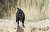 CANE CORSO 446